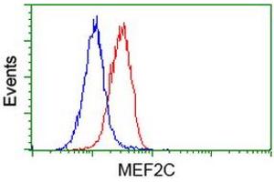 Flow Cytometry (FACS) image for anti-Myocyte Enhancer Factor 2C (MEF2C) antibody (ABIN1499364) (MEF2C 抗体)