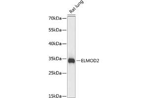 Western blot analysis of extracts of rat lung, using ELMOD2 antibody  at 1:3000 dilution. (ELMOD2 抗体  (AA 5-95))