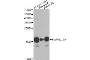 Western blot analysis of extracts of various cell lines, using MAP1LC3A antibody. (MAP1LC3A 抗体)
