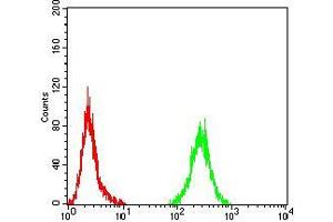 Flow cytometric analysis of Hela cells using PLCG1 mouse mAb (green) and negative control (red). (Phospholipase C gamma 1 抗体  (AA 39-181))
