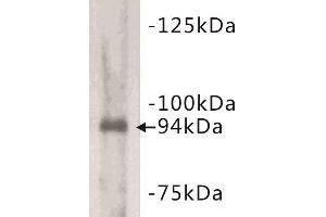Western Blotting (WB) image for anti-Junctophilin 2 (JPH2) antibody (ABIN1854928) (Junctophilin 2 抗体)