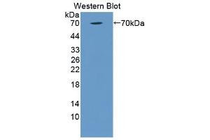 Detection of Recombinant C1qR1, Human using Polyclonal Antibody to Complement Component 1, Q Receptor (C1qR1) (CD93 抗体  (AA 227-493))