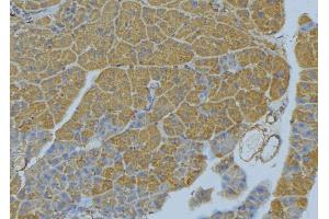 ABIN6277779 at 1/100 staining Human pancreas tissue by IHC-P. (WNT10A 抗体  (N-Term))
