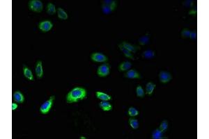 Immunofluorescence (IF) image for anti-G Protein-Coupled Receptor 75 (GPR75) (AA 372-540) antibody (ABIN7164501)
