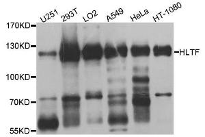 Western blot analysis of extracts of various cell lines, using HLTF antibody. (HLTF 抗体  (AA 726-1009))