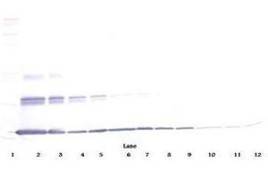 Image no. 2 for anti-Interleukin 20 (IL20) antibody (ABIN465437) (IL-20 抗体)