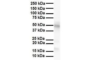 WB Suggested Anti-PDK3 antibody Titration: 1 ug/mL Sample Type: Human heart (PDK3 抗体  (N-Term))