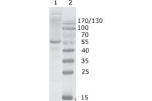 Western Blot testing using HIV-1 p24 antibody, clone 2N44 (05-007). (HIV-1 p24 抗体  (C-Term))