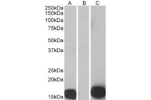 HEK293 lysate (10ug protein in RIPA buffer) overexpressing Human S100A7 with C-terminal MYC tag probed with ABIN185647 (0. (S100A7 抗体  (Internal Region))