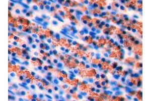 DAB staining on IHC-P; Samples: Rat Stomach Tissue (INHBA 抗体  (AA 314-424))
