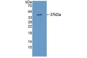 Western blot analysis of recombinant Rat KMO. (KMO 抗体  (AA 1-282))