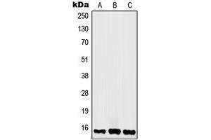 Western blot analysis of Histone H2A. (H2AFX 抗体  (C-Term))