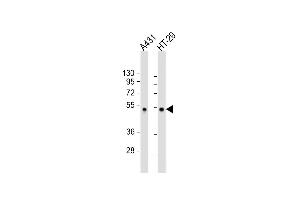 All lanes : Anti-Sumo-site Antibody (p53) at 1:2000 dilution Lane 1: A431 whole cell lysate Lane 2: HT-29 whole cell lysate Lysates/proteins at 20 μg per lane.