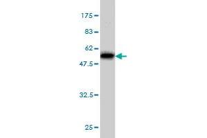 Western Blot detection against Immunogen (51.
