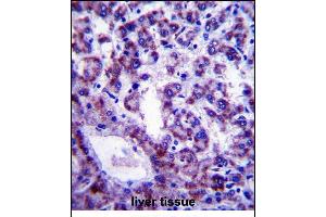 PLSCR4 Antibody (Center) (ABIN657895 and ABIN2846847) immunohistochemistry analysis in formalin fixed and paraffin embedded human liver tissue followed by peroxidase conjugation of the secondary antibody and DAB staining. (PLSCR4 抗体  (AA 122-151))