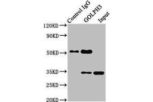 Western Blotting (WB) image for anti-Golgi phosphoprotein 3 (Coat-Protein) (GOLPH3) (AA 16-150) antibody (ABIN7154296)