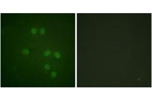 Immunofluorescence (IF) image for anti-High Mobility Group Nucleosome Binding Domain 1 (HMGN1) (AA 10-59) antibody (ABIN2888877) (HMGN1 抗体  (AA 10-59))