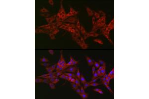 Immunofluorescence (IF) image for anti-TRAF3 Interacting Protein 2 (TRAF3IP2) (AA 1-300) antibody (ABIN6149464)