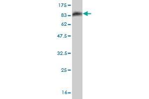 Western Blot detection against Immunogen (83. (OXSR1 抗体  (AA 1-527))