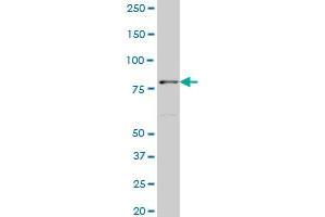 TTF2 monoclonal antibody (M06), clone 1E8 Western Blot analysis of TTF2 expression in NIH/3T3 . (TTF2 抗体  (AA 2-100))