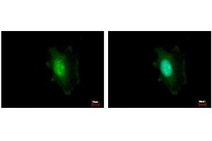 ICC/IF Image DDB1 antibody [C3], C-term detects DDB1 protein at cytoplasm and nucleus by immunofluorescent analysis. (DDB1 抗体  (C-Term))