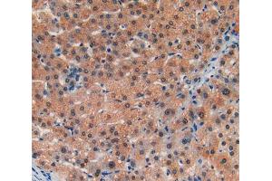 IHC-P analysis of liver tissue, with DAB staining. (LIFR 抗体  (AA 45-184))