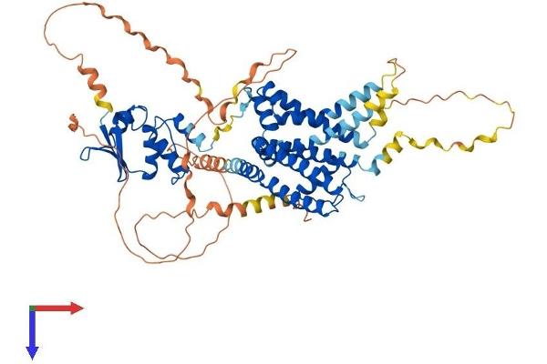 KCNA5 Protein (AA 1-613) (His tag)