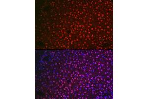 Immunofluorescence analysis of mouse liver cells using NR5 Rabbit pAb (ABIN6133574, ABIN6144832, ABIN6144834 and ABIN6217774) at dilution of 1:100 (40x lens).