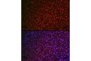Immunofluorescence analysis of mouse liver cells using NR5 Rabbit pAb (ABIN6133574, ABIN6144832, ABIN6144834 and ABIN6217774) at dilution of 1:100 (40x lens). (NR5A2 + LRH1 抗体  (AA 1-140))