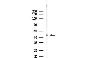 Western blot analysis of lysates from Mouse liver, using Serpin Antibody at 1/1000 dilution.