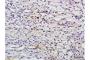 Formalin-fixed and paraffin embedded mouse stomach labeled with Anti-TFF2 Polyclonal Antibody, Unconjugated (ABIN736403) followed by conjugation to the secondary antibody and DAB staining (Trefoil Factor 2 抗体  (AA 51-129))
