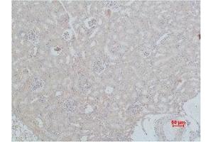 Immunohistochemistry (IHC) analysis of paraffin-embedded Mouse Kidney Tissue using HSC 70 Polyclonal Antibody. (Hsc70 抗体)