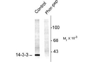 Image no. 1 for anti-14-3-3 alpha + beta (YWHAB) (pSer58) antibody (ABIN372585) (YWHAB 抗体  (pSer58))