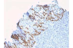 Immunohistochemistry (IHC) image for anti-Zinc Finger and SCAN Domain Containing 29 (ZSCAN29) antibody (ABIN6939195)