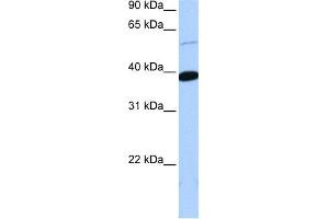 WB Suggested Anti-ZNF562 Antibody Titration:  0. (ZNF562 抗体  (Middle Region))