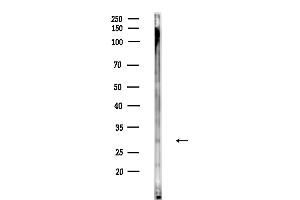 Western blot analysis of lysates from Mouse testis, using MPZL2 Antibody at 1/1000 dilution.