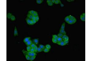 Immunofluorescent analysis of PC-3 cells using ABIN7161468 at dilution of 1:100 and Alexa Fluor 488-congugated AffiniPure Goat Anti-Rabbit IgG(H+L) (Neurotrophin 4 抗体  (AA 82-210))
