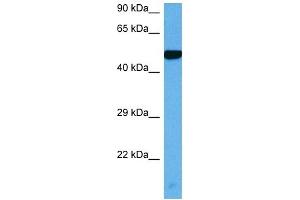 Host:  Rabbit  Target Name:  MYC  Sample Tissue:  Mouse Heart  Antibody Dilution:  1ug/ml