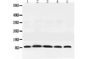 Western Blotting (WB) image for anti-Neural Precursor Cell Expressed, Developmentally Down-Regulated 8 (NEDD8) (AA 20-60), (Middle Region) antibody (ABIN4886679)