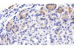 Detection of DHH in Mouse Stomach Tissue using Polyclonal Antibody to Hedgehog Homolog, Desert (DHH) (desert Hedgehog 抗体  (AA 212-392))