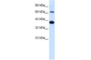 GRIK2 antibody used at 1. (GRIK2 抗体  (N-Term))