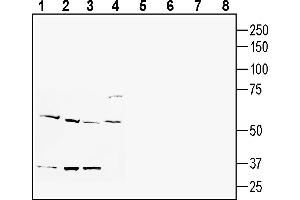 Western blot analysis of human  MG glioblastoma cell line lysate (lanes 1 and 5), human K562 myelogenous leukemia cell line lysate (lanes 2 and 6), human  breast adenocarcinoma cell line lysate (lanes 3 and 7) and mouse  microglia cell line lysate (lanes 4 and 8):1-4.