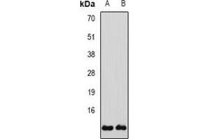 Western blot analysis of Glutaredoxin expression in SW480 (A), H460 (B) whole cell lysates. (Glutaredoxin 1 抗体)