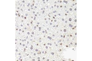 Immunohistochemistry of paraffin-embedded mouse liver using POLR2B antibody (ABIN5973522) at dilution of 1/100 (40x lens). (POLR2B 抗体)