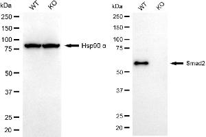 Western blotting analysis using smad2 antibody (ABIN7800372).