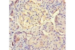 Immunohistochemistry of paraffin-embedded human pancreatic tissue using ABIN7158316 at dilution of 1:100 (LHFPL1 抗体  (AA 21-85))