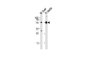 Western blot analysis of lysates from mouse liver and rat testis tissue lysate (from left to right), using TUBA1C Antibody (C-term) (ABIN655982 and ABIN2845366). (TUBA1C 抗体  (C-Term))