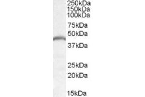 Image no. 1 for anti-Patatin-Like phospholipase Domain Containing 3 (PNPLA3) (Internal Region) antibody (ABIN375148) (PNPLA3 抗体  (Internal Region))