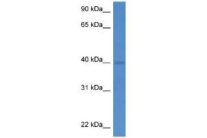 WB Suggested Anti-Wdr5 Antibody   Titration: 1. (WDR5 抗体  (C-Term))