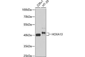 Western blot analysis of extracts of various cell lines, using HOX antibody (999) at 1:1000 dilution. (HOXA13 抗体  (AA 140-320))